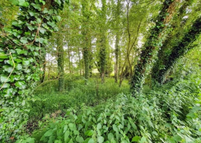 Arbres sur le terrain de La Maison Folia, maison d’hôtes en Normandie