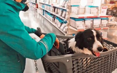 POURQUOI ON A MIS GAPI DANS UN CADDIE ?