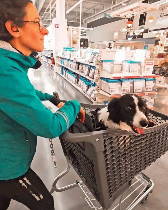 POURQUOI ON A MIS GAPI DANS UN CADDIE ?