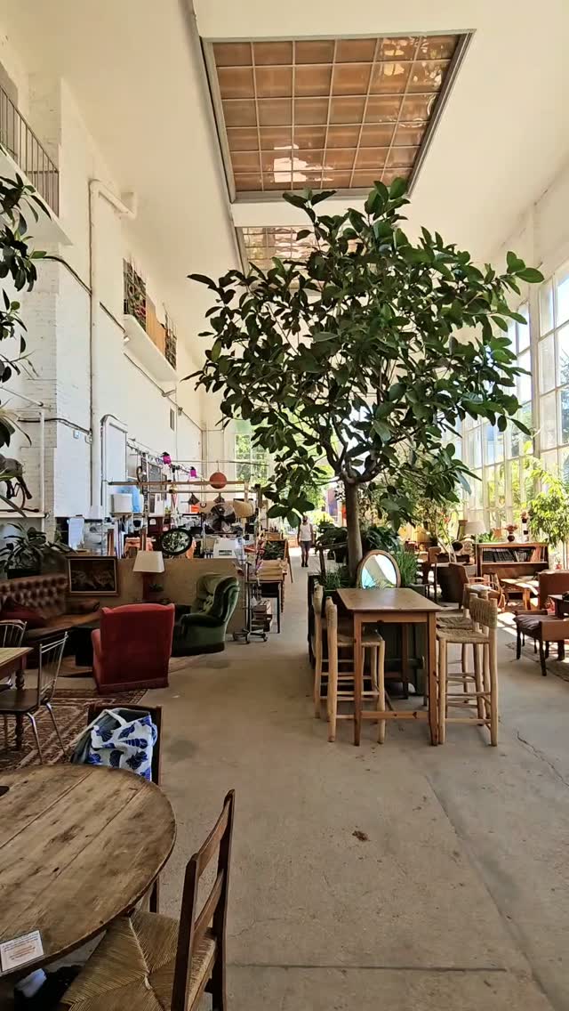 dejeuner-dans-lorangerie-lille-au-milieu-des-arbres-a-linterieur